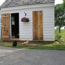 Chickens