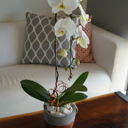 Orchids - Plants