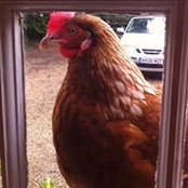 Lisa Knowles's photo