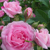 damask_rose_zone9b's photo