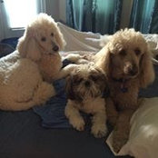 Tracy Hodes Sandler's photo