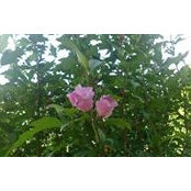 Dajana Schulz's photo