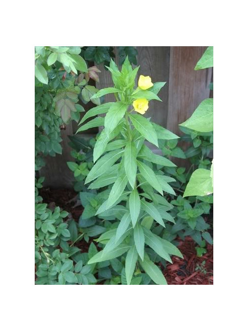 Common Evening Primrose