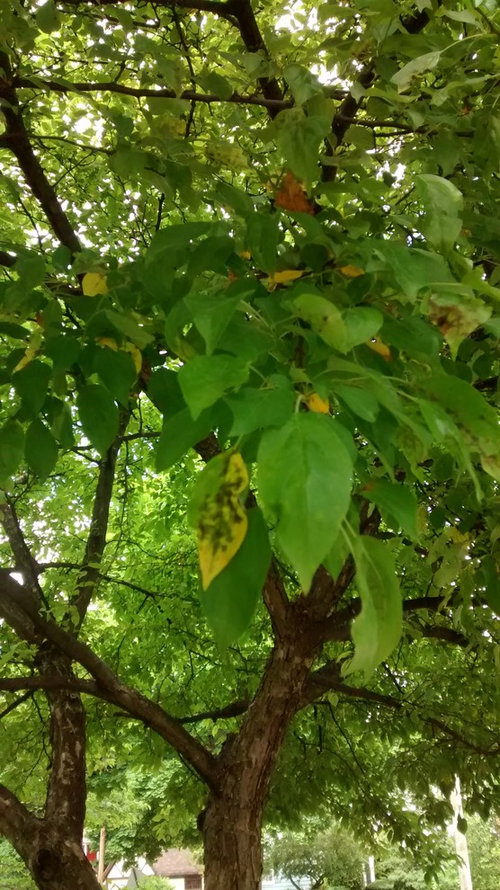 Crab apple tree losing leaves in early summer