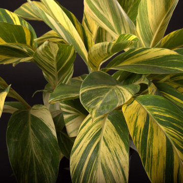 Native Plants
