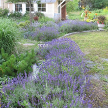 Cabin Landscaping