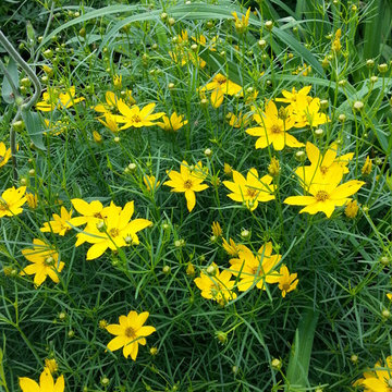 Garden Plants