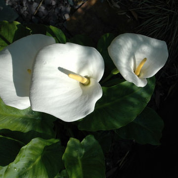 Calla Lilly