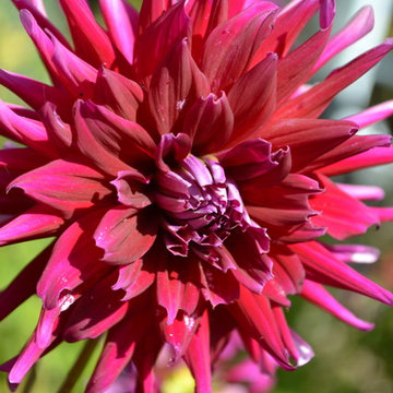 Floral-dahlia