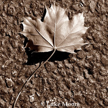 Maple Leaf