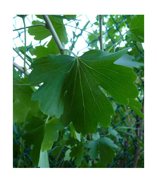 shrub with opposite lobed leaves?