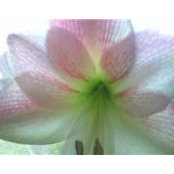 Jackie Bartylla's photo