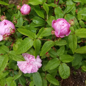 Meg-zone8aOR's photo