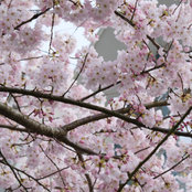 Adelaide (Z8b Canada)'s photo