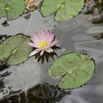 Beautiful Water Features