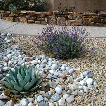 Native Plantings in Albuquerque, NM