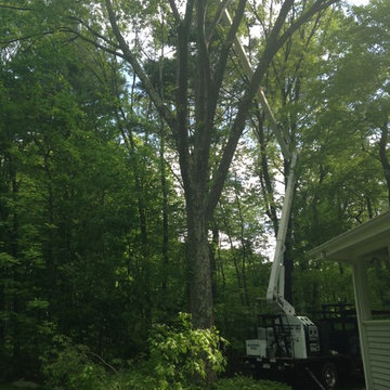 Tree Removal Weston, MA
