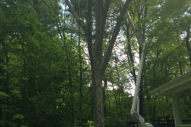 Tree Removal Weston, MA