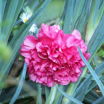 Garofano (Dianthus caryophyllus)