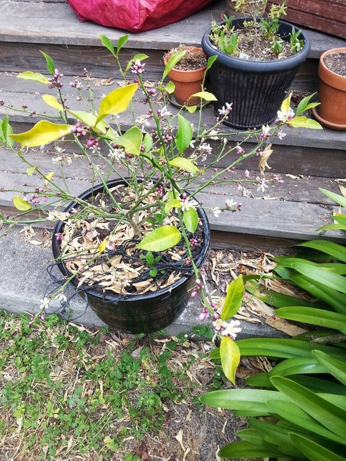 Can this lemon tree be saved?