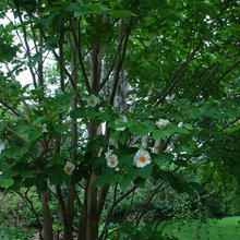 Plants