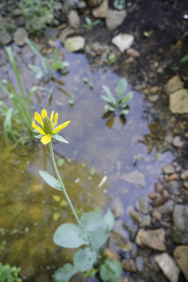 French Broad Rain Garden