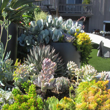 Plants