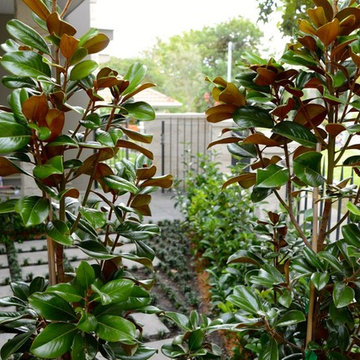 Bellevue Hill Landscaping