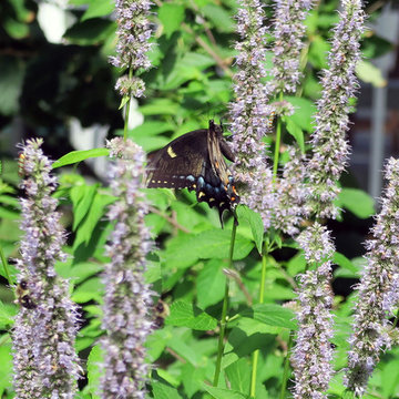 Pollinator Garden Rooms