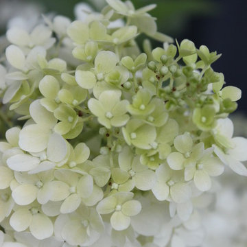 Bobo® Hardy Hydrangea