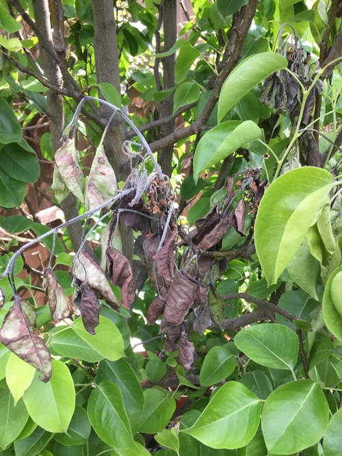 Shinseiki Asian Pear Fire Blight?