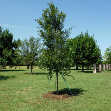 Allee Elm