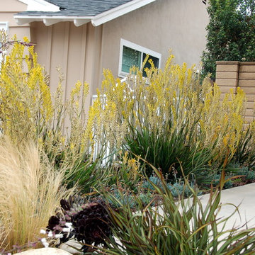 Colorful front yard