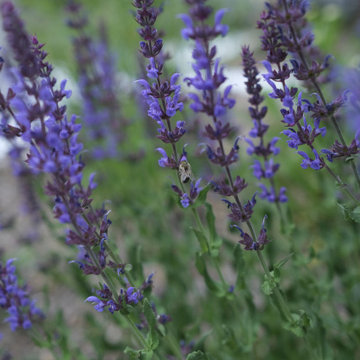 Oshawa Pollinator Garden 2020