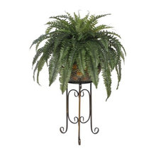 Ferns