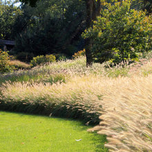 Ornamental grass
