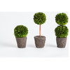 Boxwood Mini Topiary Drop-Ins, Set of 3