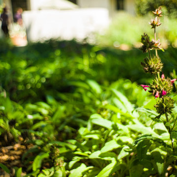 Hummingbird Sage: Salvia spathacea