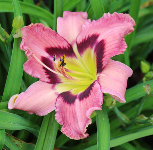Some of the New Bloom s In my Garden | Houzz Forum