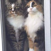 Nadia DiRenzo's photo
