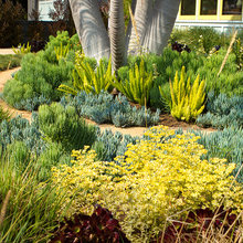 Drought tolerant landscape
