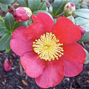 Birthday Gardens