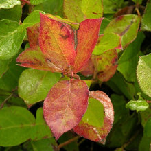 Native Plants
