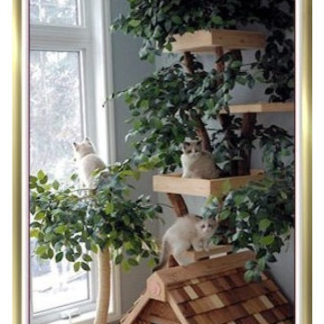 Client Photos of their cat enjoying their Pet Tree House