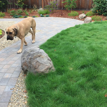 Castro Valley big dog back yard