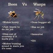 David Bees foto