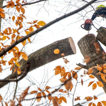 Big Oak Removal