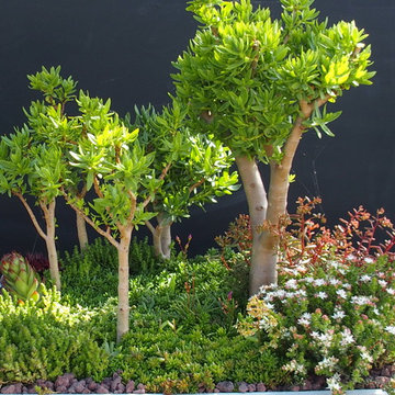 Jardin de baobabs