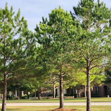 Tree Trimming & Tree Pruning