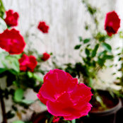 Sachin Thakur's photo